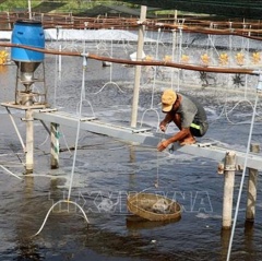 Phòng, chống dịch bệnh nguy hiểm trên thủy sản